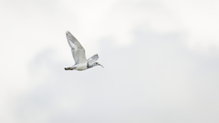 Ibidorhyncha struthersii