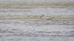 Ibidorhyncha struthersii