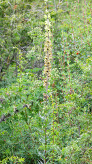 Aconitum pendulum