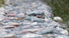 Ibidorhyncha struthersii