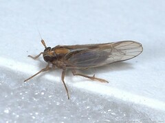 Muellerianella laminalis