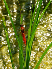 Crocothemis erythraea