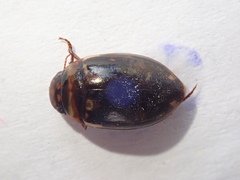 Platambus maculatus