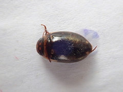 Platambus maculatus