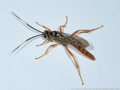 Cratichneumon w-album