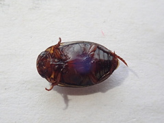 Platambus maculatus