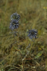 Echinops ritro meyeri