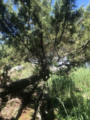 Juniperus bermudiana