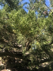 Juniperus bermudiana