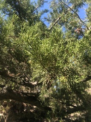 Juniperus bermudiana