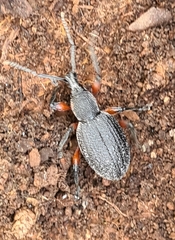 Otiorhynchus cardiniger