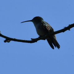 Elliotomyia chionogaster