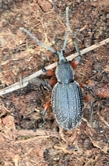 Otiorhynchus cardiniger