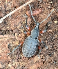 Otiorhynchus cardiniger