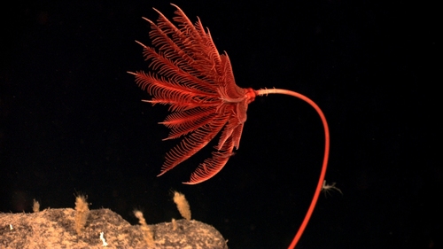 Proisocrinus ruberrimus