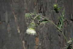 Cirsium echinus