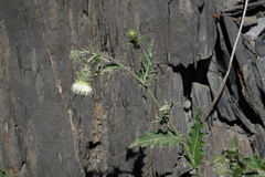 Cirsium echinus