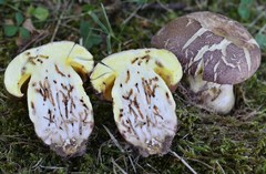 Butyriboletus appendiculatus