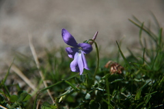Viola cornuta