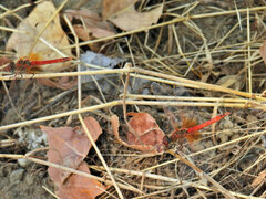 Sympetrum fonscolombii