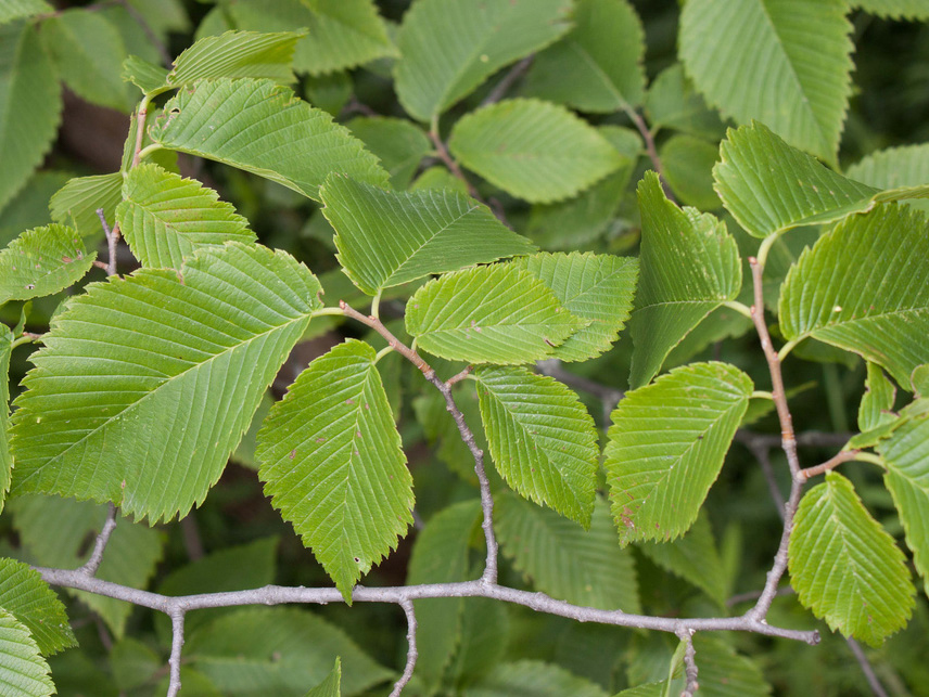 Slippery Elm , A Top 100 Common Tree in North America