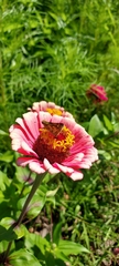 Lepidoptera