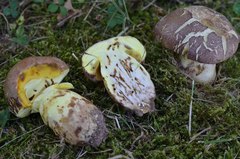 Butyriboletus appendiculatus