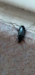 Agonum placidum