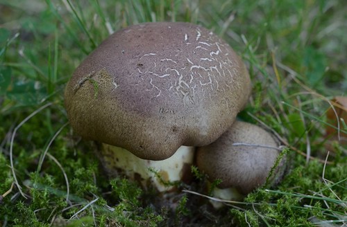 Butter Bolete