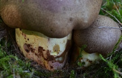 Butyriboletus appendiculatus
