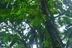 Dendrobium moniliforme