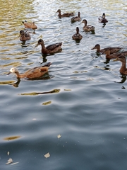 Anas platyrhynchos