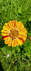 Angiospermae