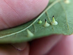Caryomyia sanguinolenta