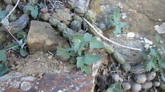 Baculellum articulatum