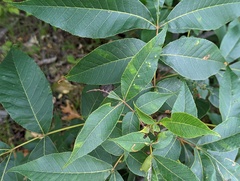 Caryomyia sanguinolenta