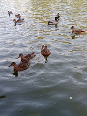 Anas platyrhynchos
