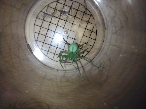 osemočko smaragdové (Micrommata virescens)