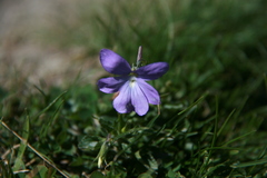 Viola cornuta