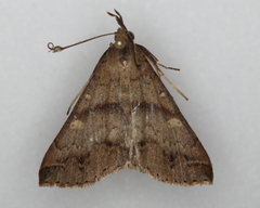 Renia flavipunctalis