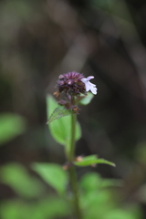 Lamiaceae