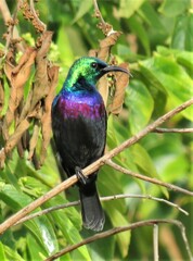 Cinnyris bifasciatus microrhynchus