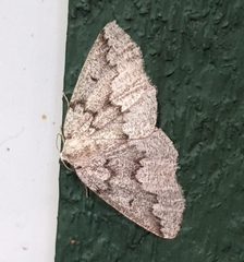 Sabulodes packardata