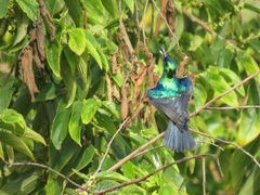 Cinnyris bifasciatus microrhynchus