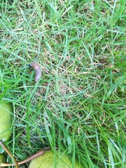 Krynickillus melanocephalus