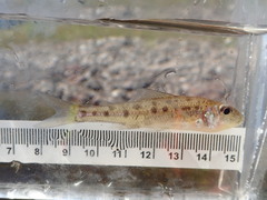 Percopsis omiscomaycus