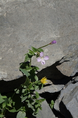 Epilobium algidum