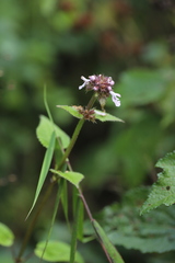 Lamiaceae