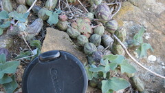 Baculellum articulatum