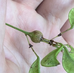 Neolasioptera desmodii